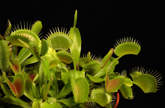 A cluster of Venus fly traps against a black background