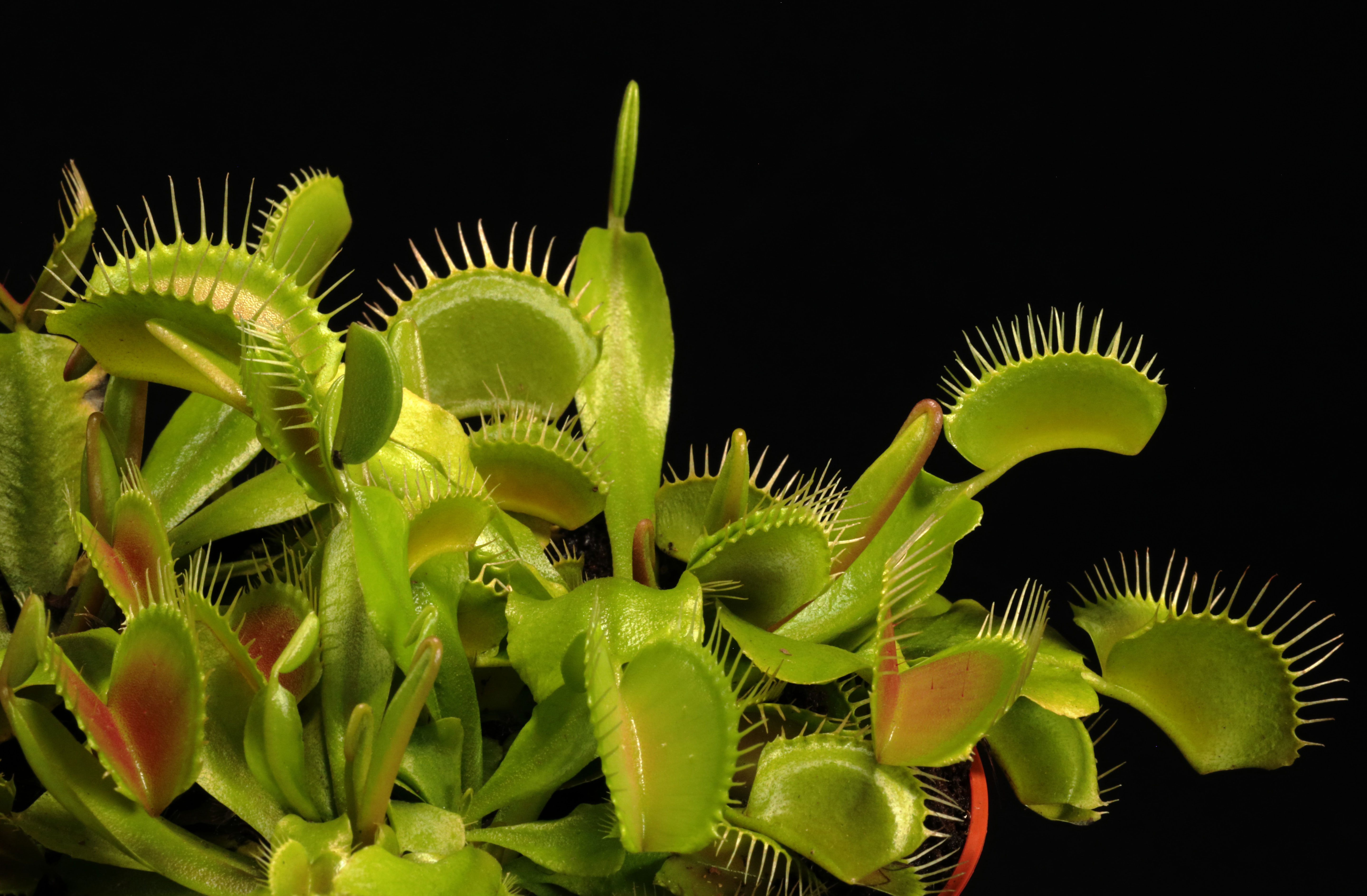 The Ultimate Guide to Caring for a Venus Fly Trap Effectively Bored Panda