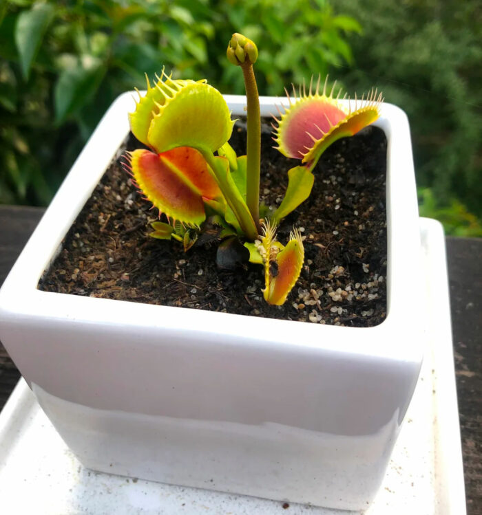 A small Venus flytrap in a white pot with a flower bulb