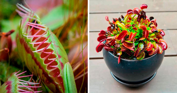 The Ultimate Guide to Caring for a Venus Fly Trap Effectively