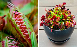 The Ultimate Guide to Caring for a Venus Fly Trap Effectively