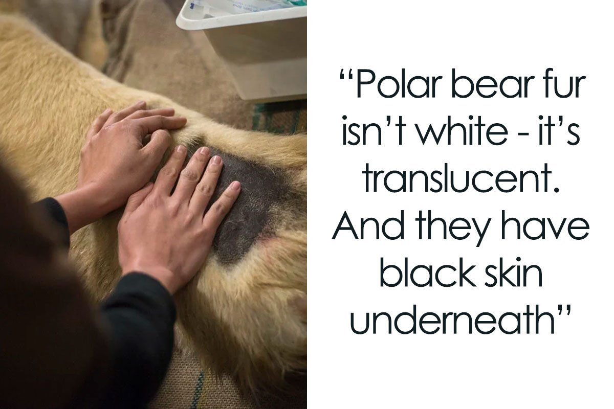 28 People Share The Weirdest Animal Facts They Know Bored Panda