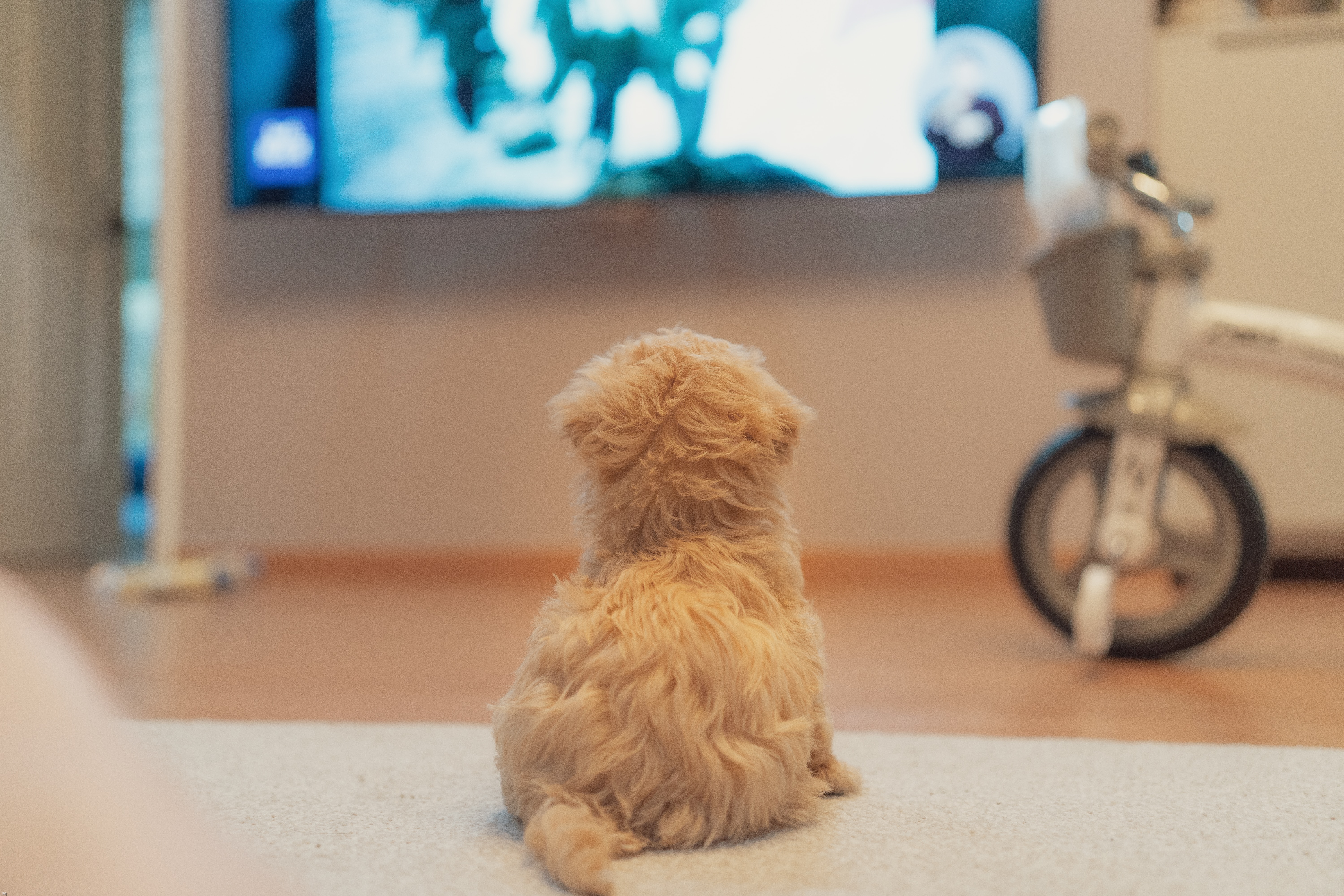 Dog watching TV, interested in screen content, sitting on carpet in living room setting. Dog watching TV, interested in screen content, sitting on carpet in living room setting.