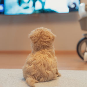 What Do Dogs Like to Watch on TV