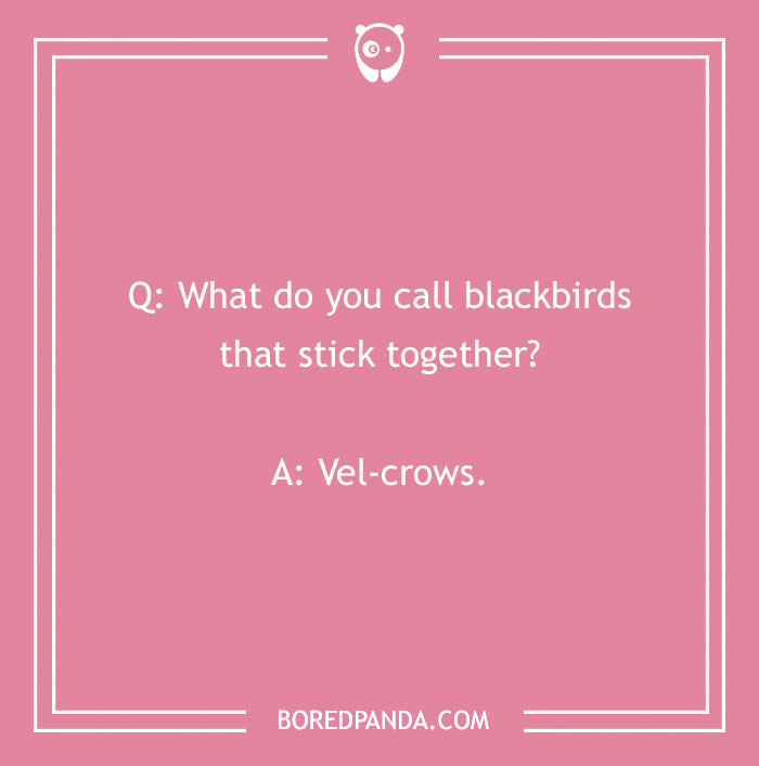 Pink background featuring a "What do you call?" joke about blackbirds—Punchline: Vel-crows.