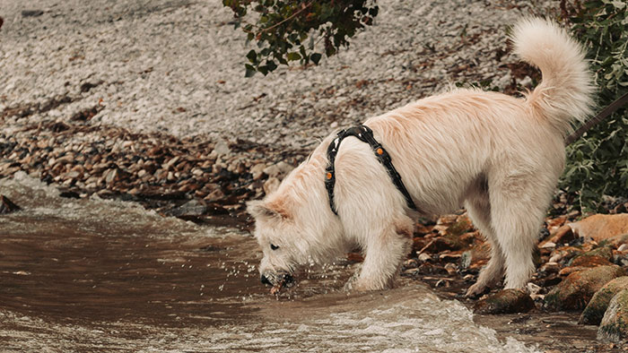 White Dog Drinking Water