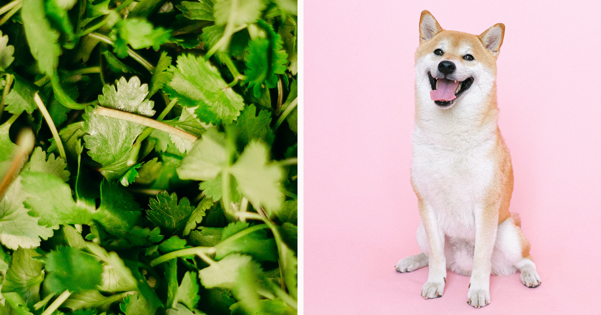 What Spices Can Dogs Eat What’s Safe and What’s Not Bored Panda