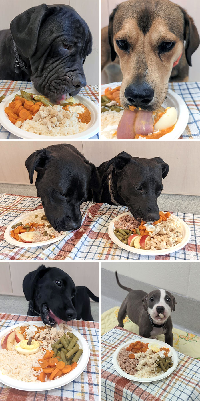 Thanksgiving Dinner At The Animal Shelter