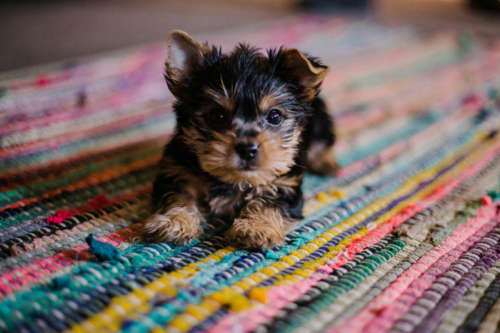 Puppy lying on colorful carpet 