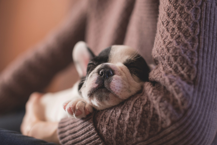 French bulldog sleeping in persons' hands