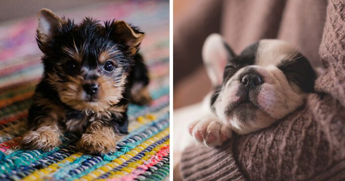 Why Are Dogs so Expensive: Getting and owning a Puppy