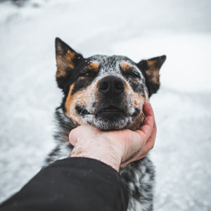 7 Psychological Reasons Why Dogs Are Always Happy to See Us