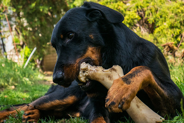 Dog eating bone.