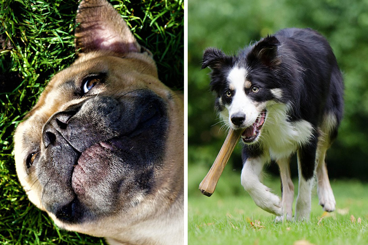 Uncovering the Instinct Why Do Dogs Bury Bones and Toys? Bored Panda