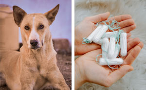 Understanding Why Dogs Eat Tampons and How to Help Them