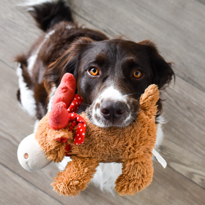 Dog holding a toy