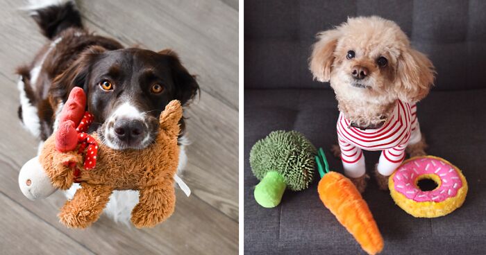 Why Do Dogs Greet You with Toys When You Get Home?