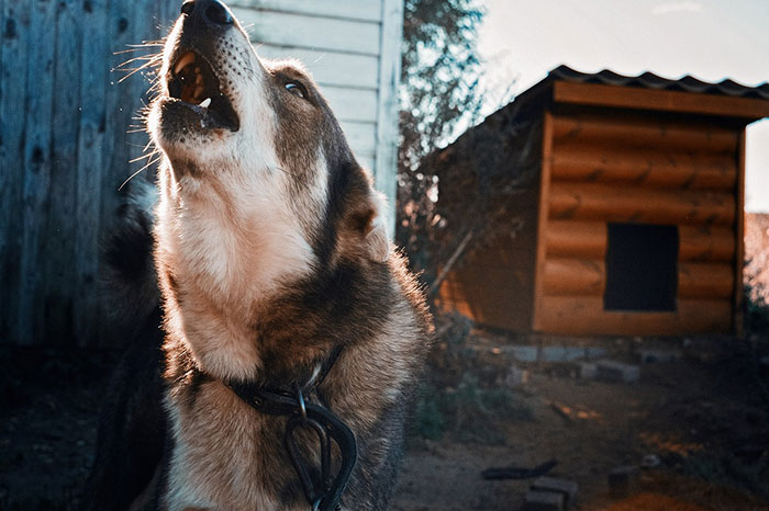 Dog howling near dog house. Dog howling near dog house.