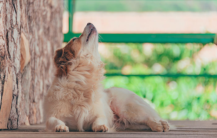 Dog lying on porch. Dog lying on porch.