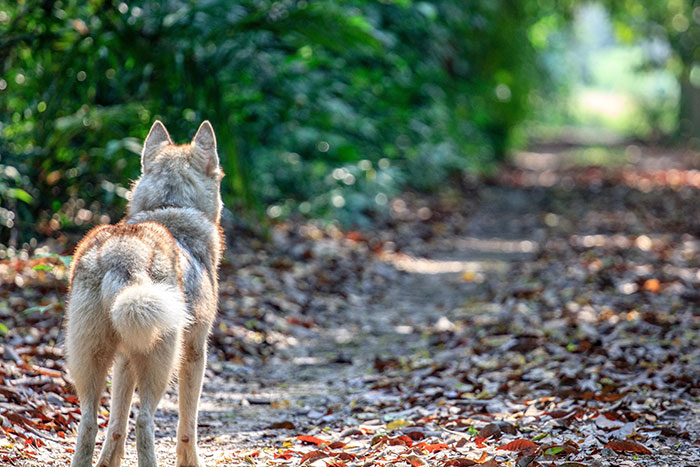 Dog standing in the middle of the road. Dog standing in the middle of the road.