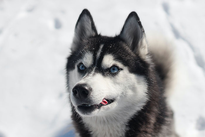 Photo of Siberian Husky during winter time.