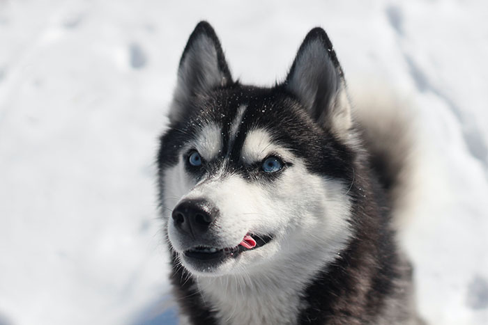 Photo of Siberian Husky during winter time. Photo of Siberian Husky during winter time.