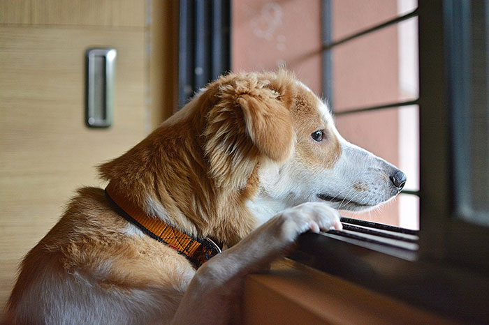 Dog watching through the window.