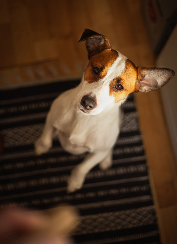 White and brown short coated dog-sitting standing on a rug. White and brown short coated dog-sitting standing on a rug.