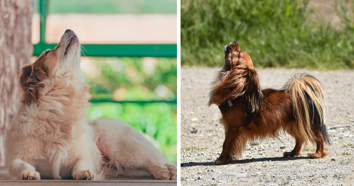 Why Do Dogs Howl? All Reasons Explained Bored Panda