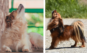 Why Do Dogs Howl? All Reasons Explained