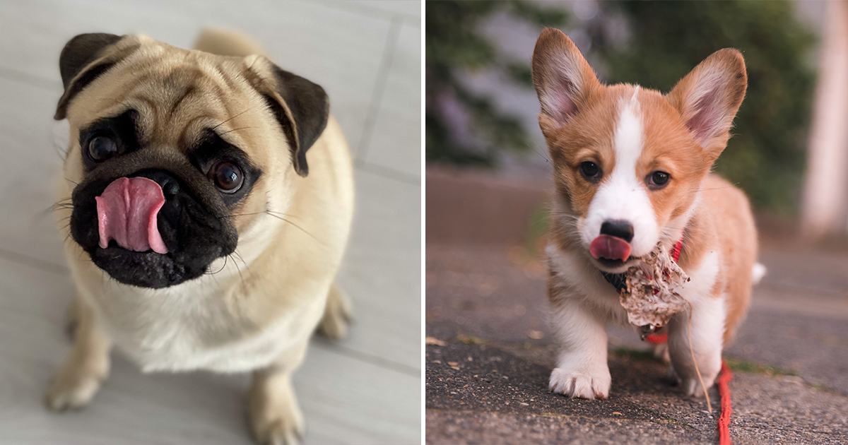 Why Do Dogs Keep Licking the Air Vet Explanation Bored Panda