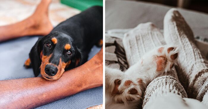 Why Do Dogs Lay At Your Feet and What It Means