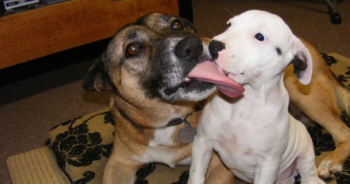 Why Do Dogs Lick Each Other’s Ears? A Vet Tech Review