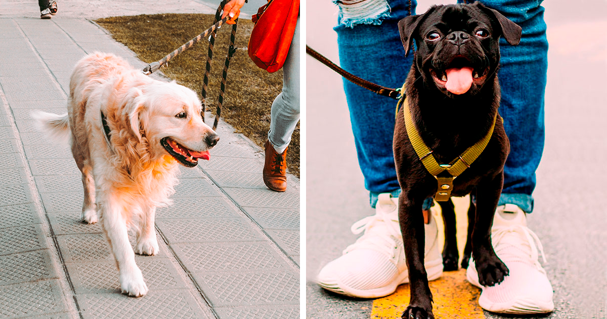 Why Do Dogs Like Walks The Health Benefits of Dog Walking Bored Panda