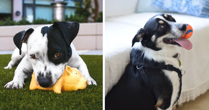 Why Do Dogs Love Squeaky Toys? Exploring 5 Cute Reasons