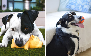 Why Do Dogs Love Squeaky Toys? Exploring 5 Cute Reasons