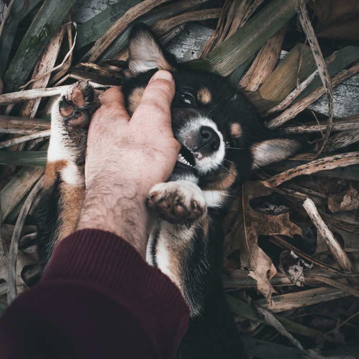Puppy biting human hand Puppy biting human hand