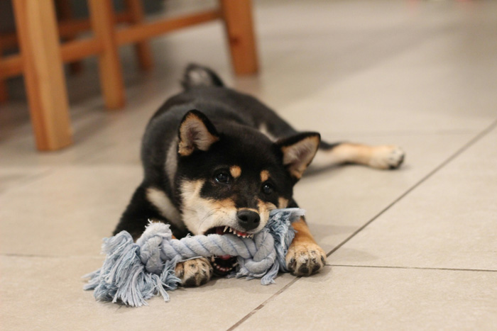 Dog playing with the toy 