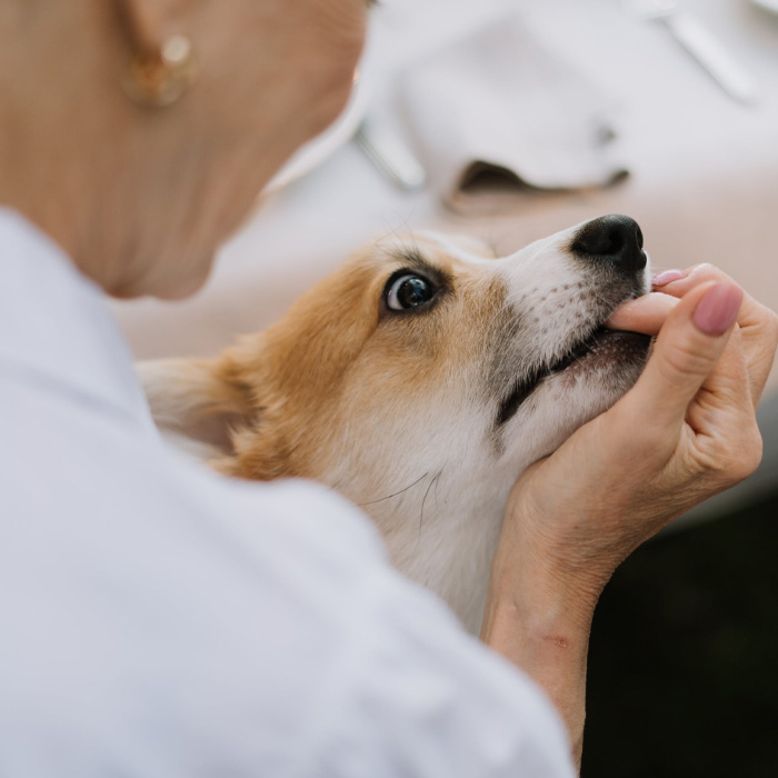 Corgi biting a human's finger Corgi biting a human's finger