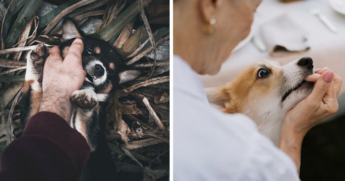 Why Do Dogs Nip and How to Deal With It