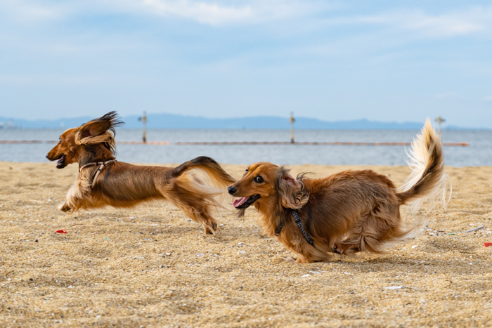 Two dogs running on the beach 