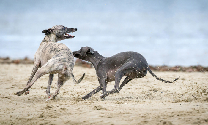 Two Greyhounds running at the the beach