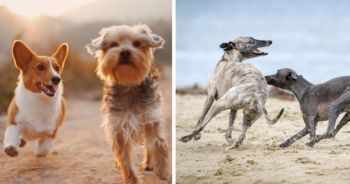 Why Do Dogs Run Away? Common Reasons and How to Stop It Bored Panda