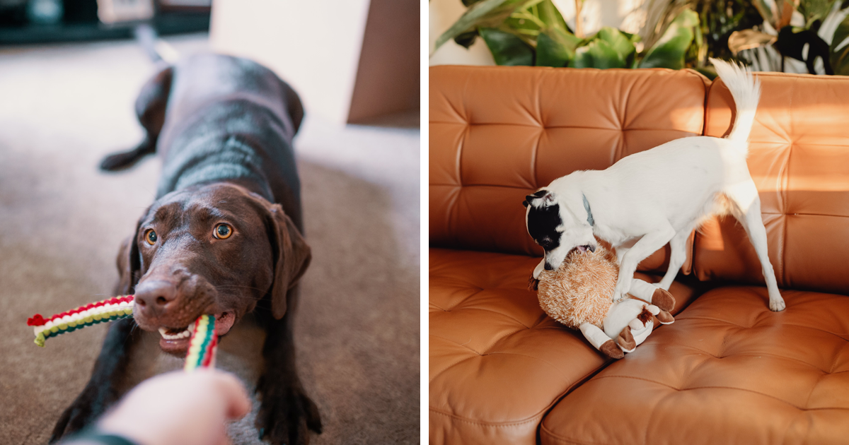 Why Dogs Shake Their Toys Exploring Dog Toyshaking Behavior Bored Panda