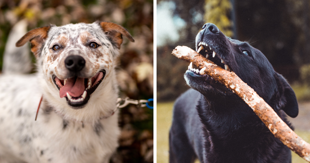 What Does It Mean When a Dog Shows Its Teeth? Bored Panda