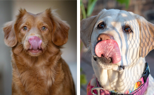 Why Do Dogs Smack Their Lips - Explained