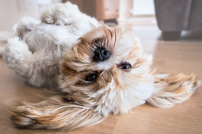 Cute fluffy dog lying on its back indoors, looking curious with ears spread out. Cute fluffy dog lying on its back indoors, looking curious with ears spread out.
