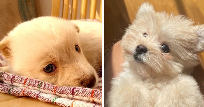 Why Does My Dog Get the Hiccups and What to Do