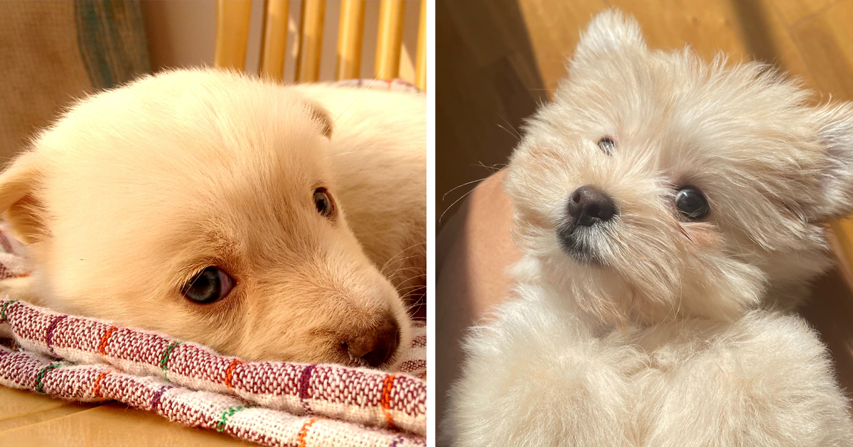 Why Does My Dog Get the Hiccups and What to Do Bored Panda