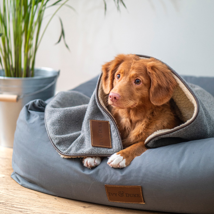 Brown dog wrapped in a cozy gray blanket on a cushion, looking curious; related to why dogs sleep under beds. Brown dog wrapped in a cozy gray blanket on a cushion, looking curious; related to why dogs sleep under beds.
